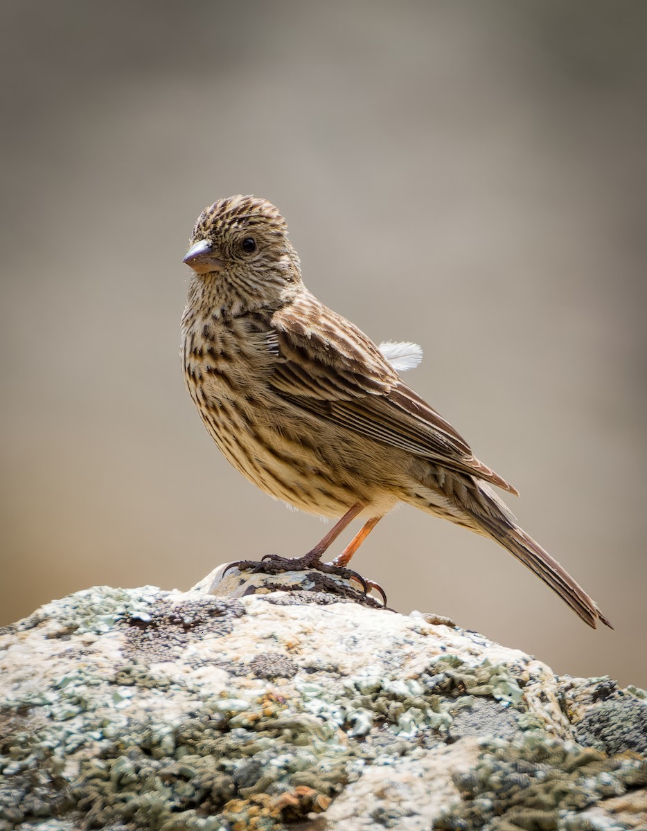 Himalayan Beautiful Rosefinch - ML636224980