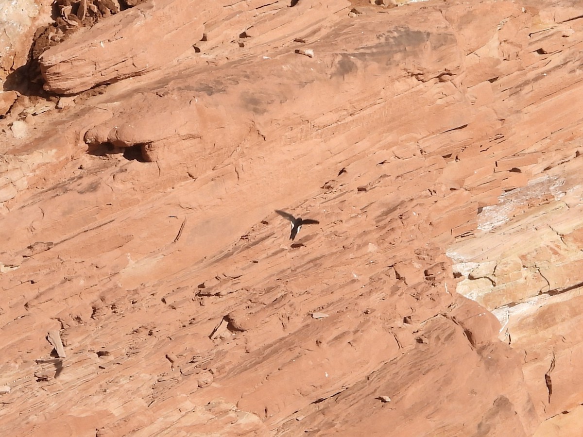 White-throated Swift - ML636225009