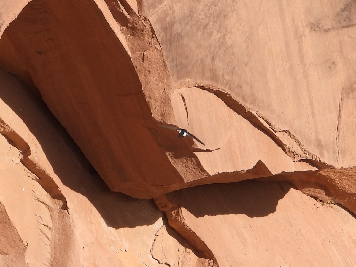 White-throated Swift - ML636225010