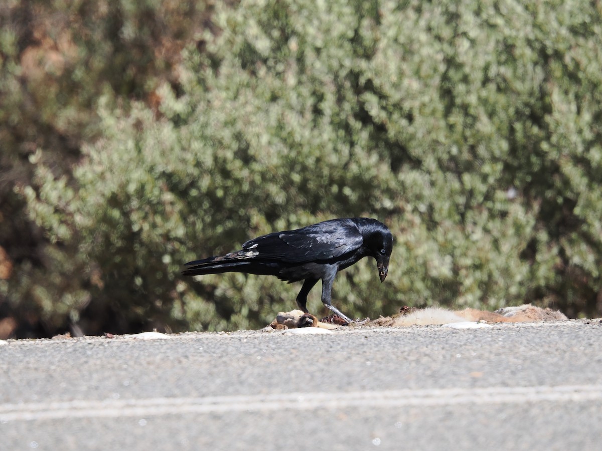 Little Crow - ML636225012