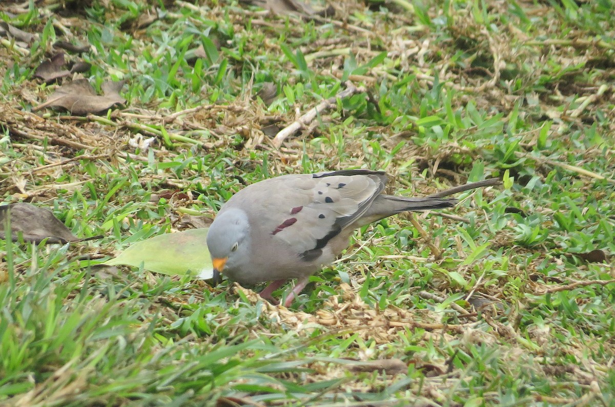Croaking Ground Dove - ML636225088