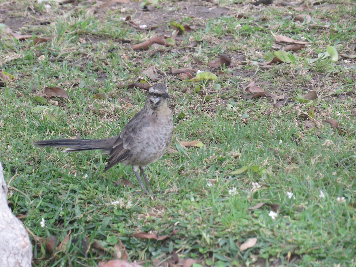 Long-tailed Mockingbird - ML636225110