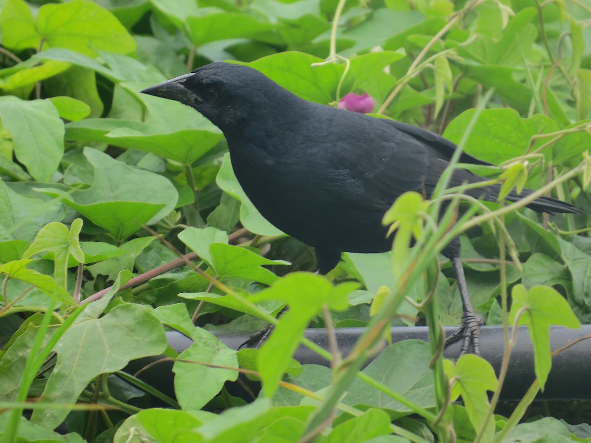 Scrub Blackbird - ML636225127