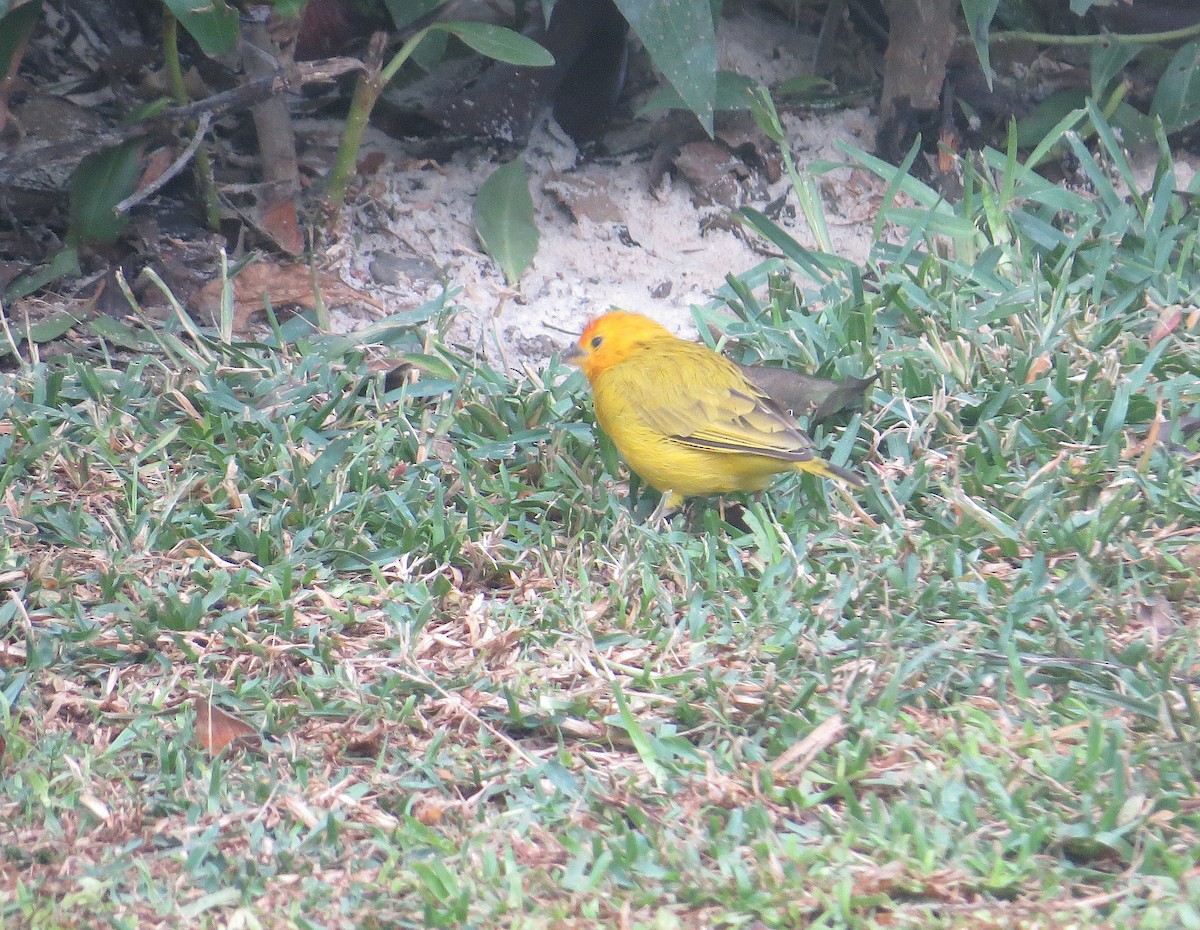 Saffron Finch - ML636225159