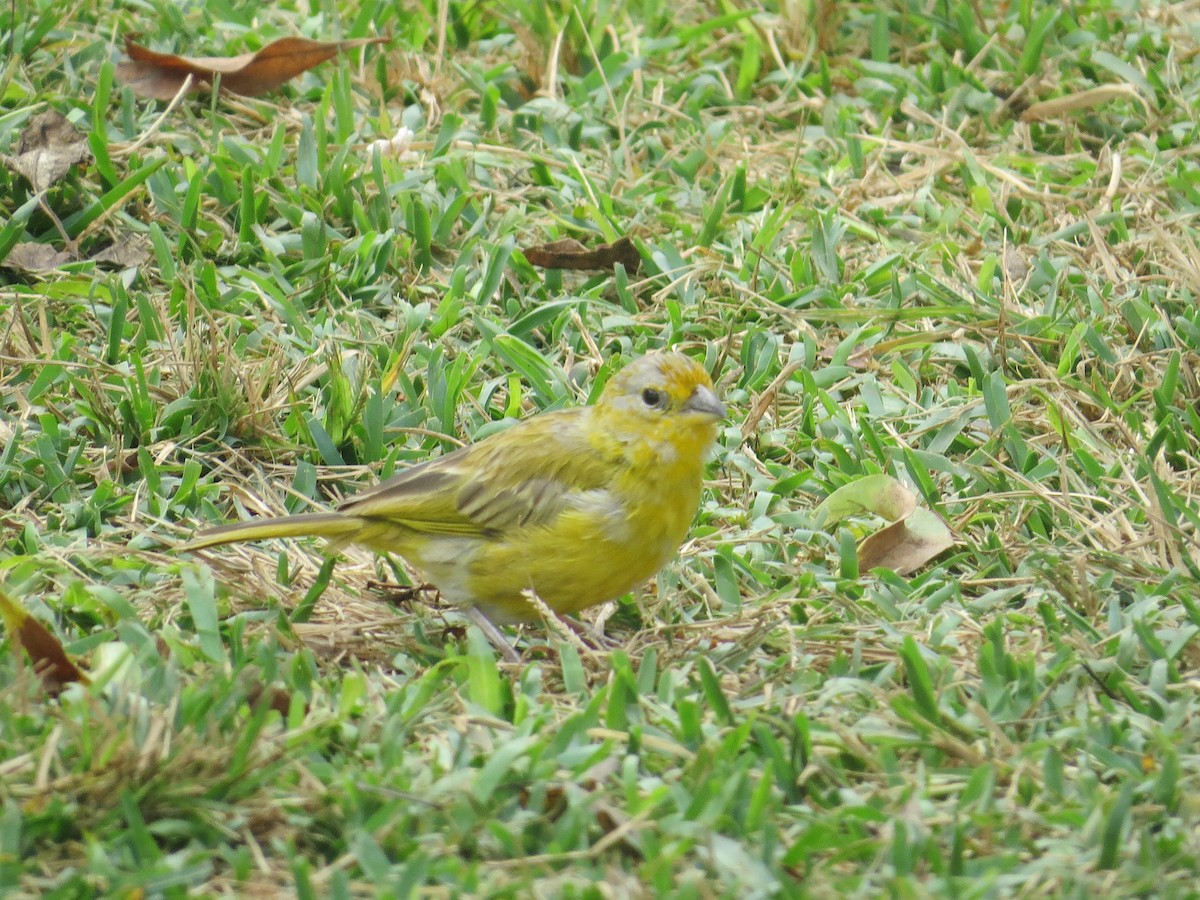 Saffron Finch - ML636225176