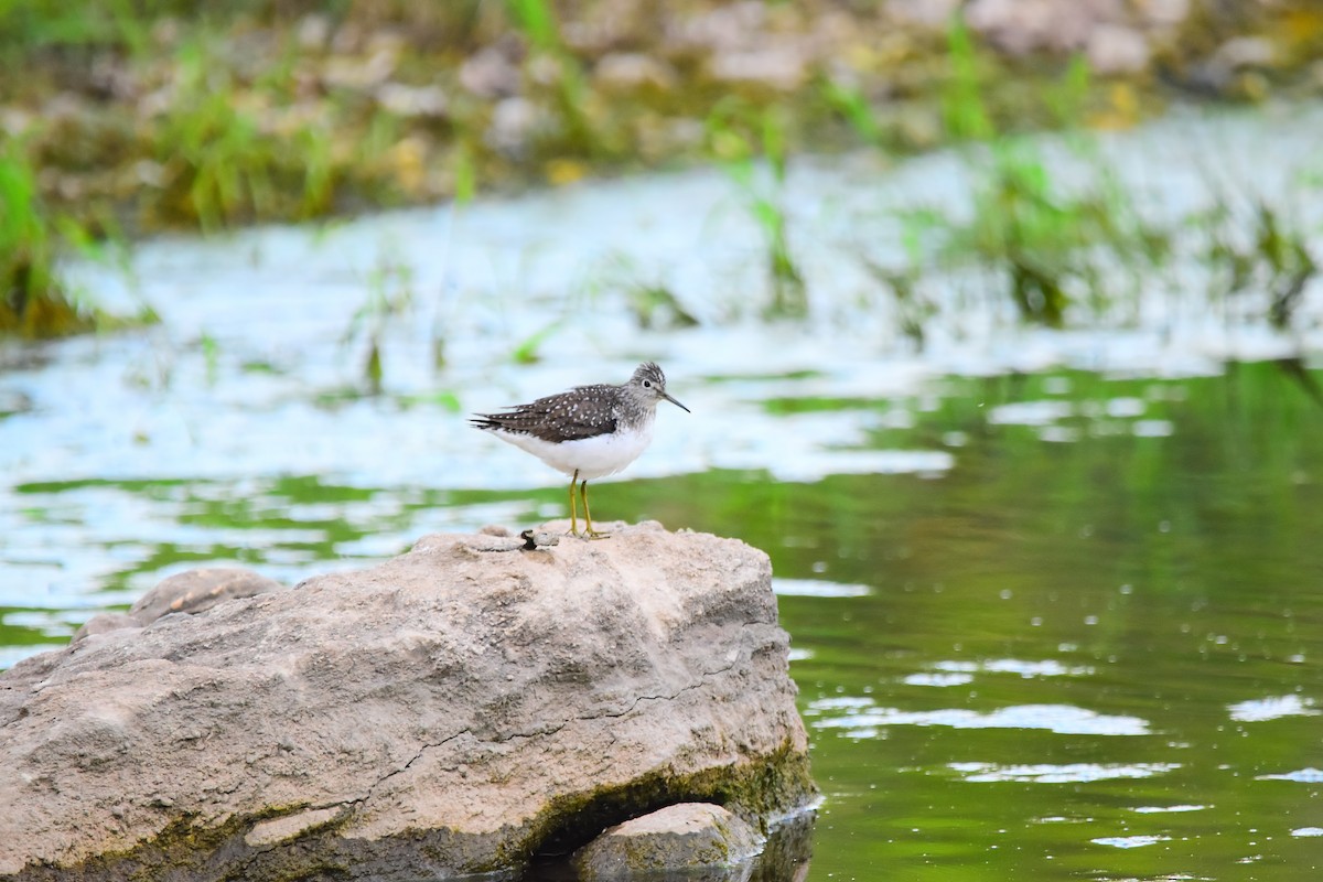 Solitary Sandpiper - ML636225183