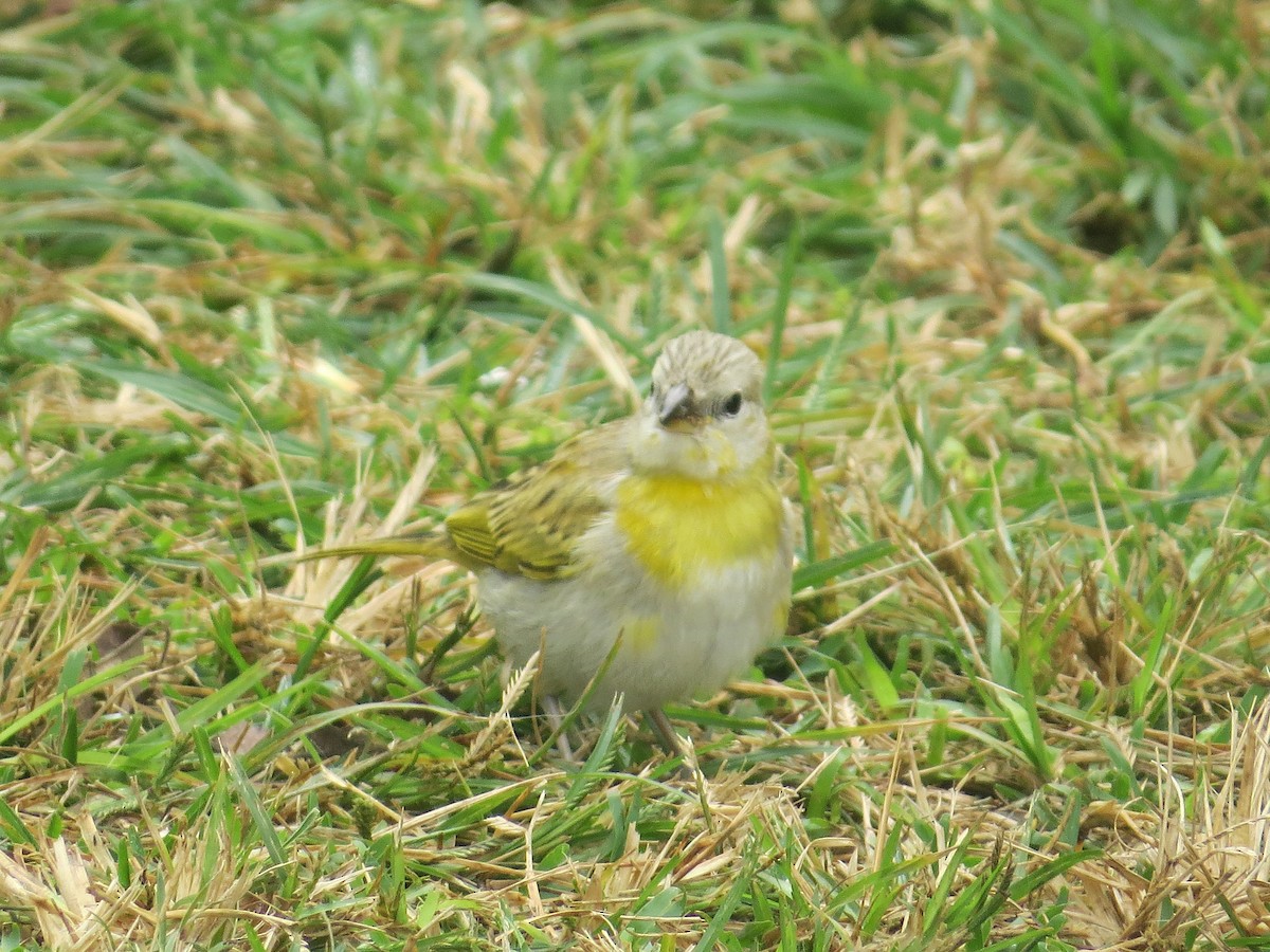 Saffron Finch - ML636225185