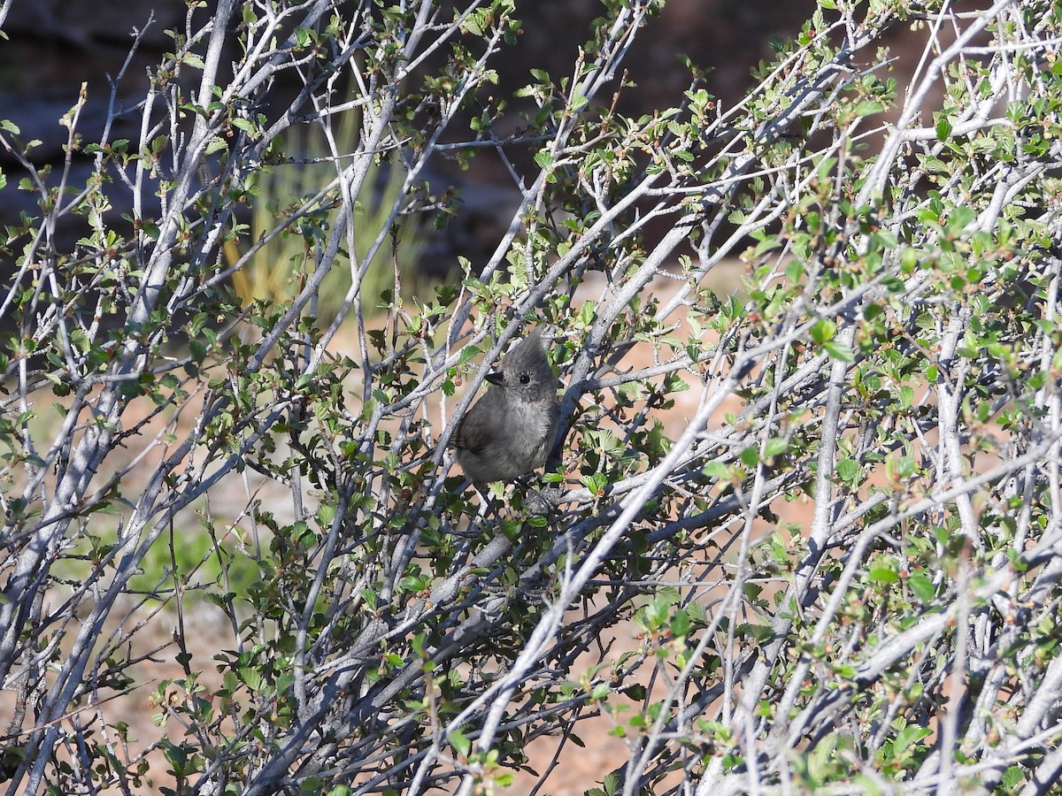 Juniper Titmouse - ML636225189
