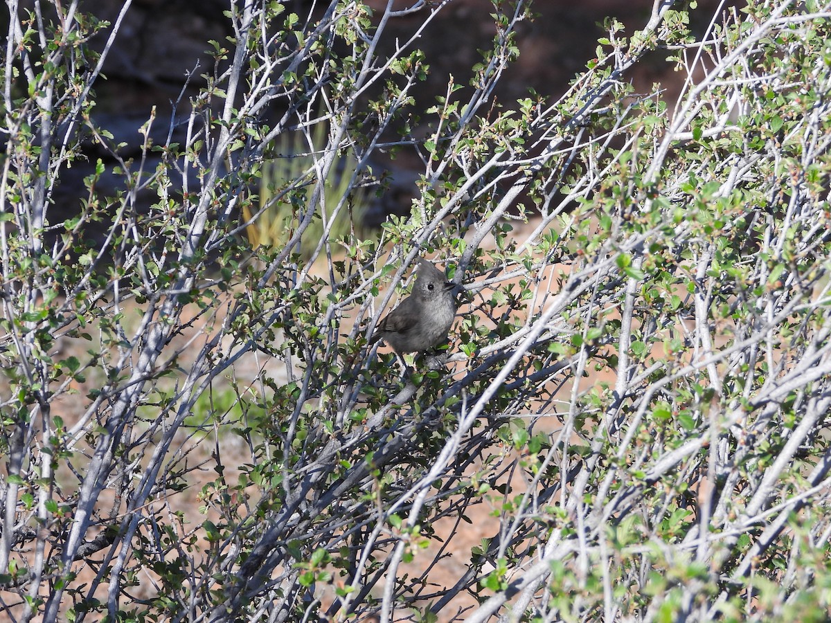 Juniper Titmouse - ML636225190