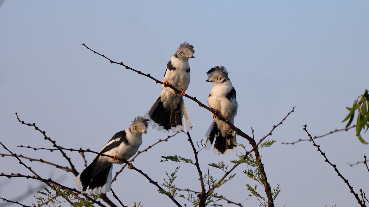 Gray-crested Helmetshrike - ML636225193