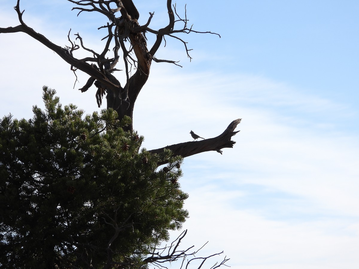 Juniper Titmouse - ML636225194