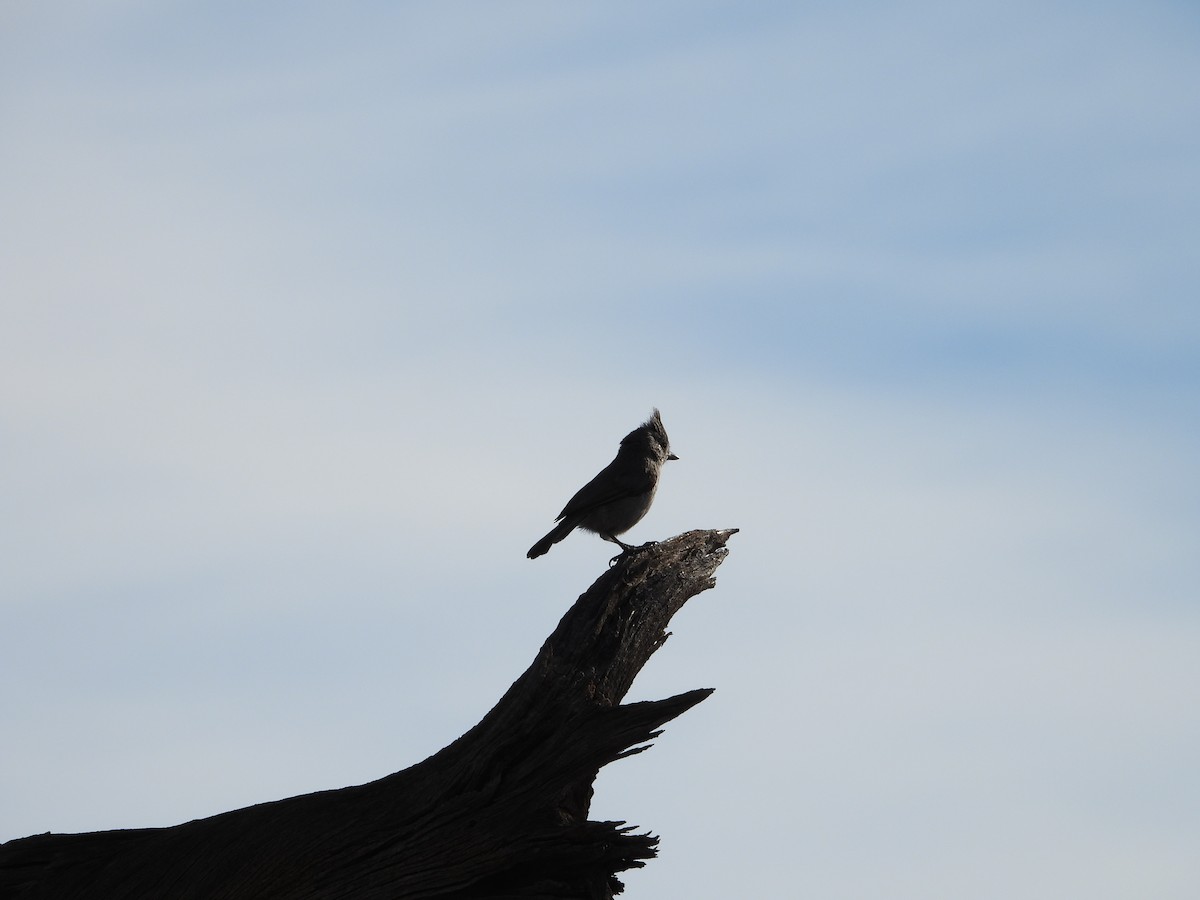 Juniper Titmouse - ML636225201