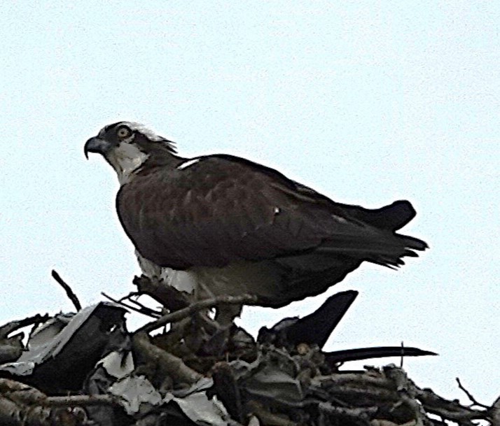 Osprey (American) - ML636225211