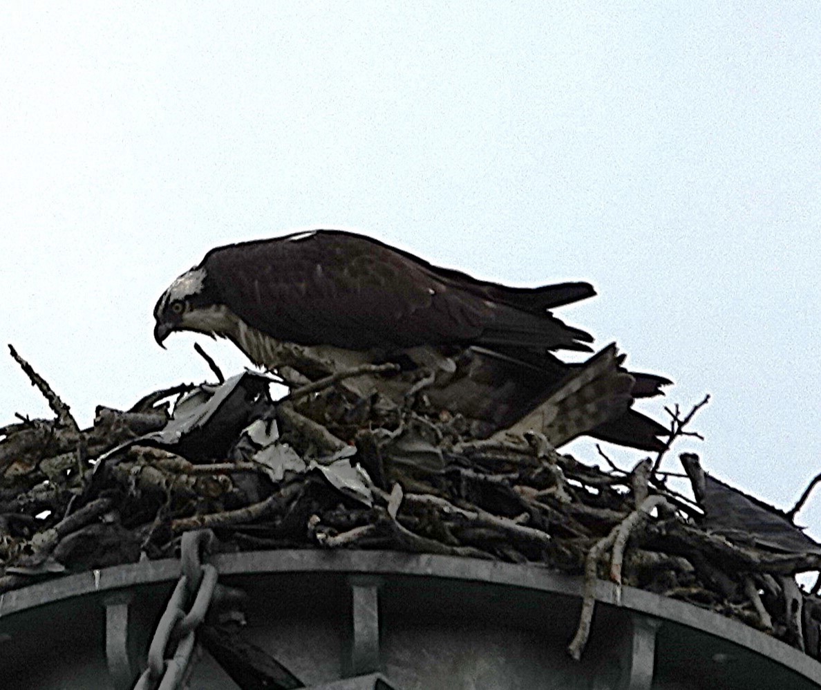 Osprey (American) - ML636225212