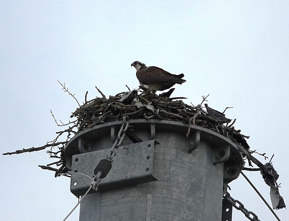 Osprey (American) - ML636225213