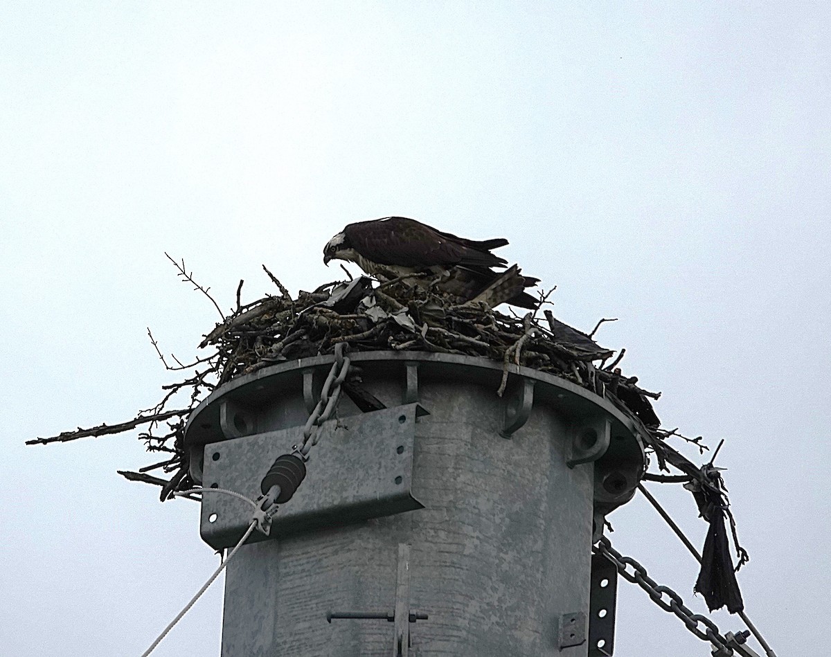 Osprey (American) - ML636225214