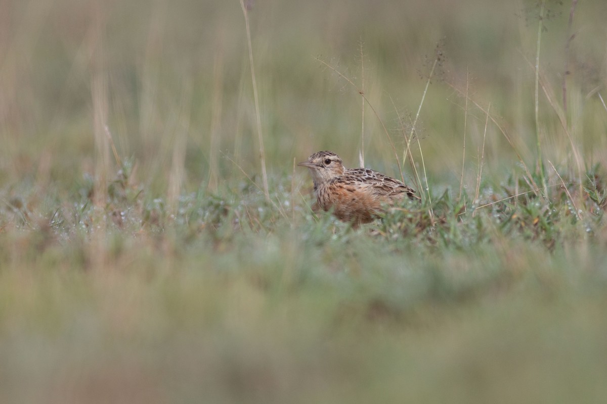 Beesley's Lark - ML636225359
