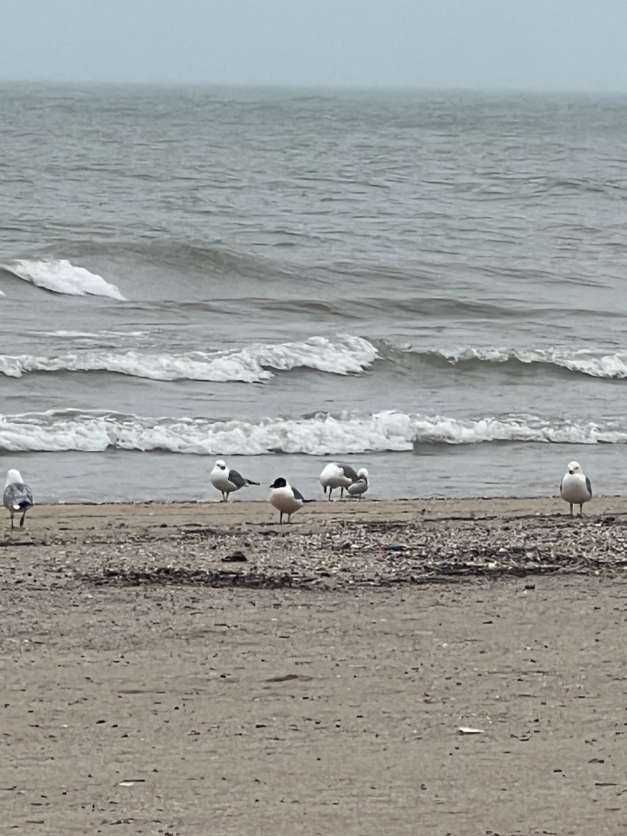 Franklin's Gull - ML636225371