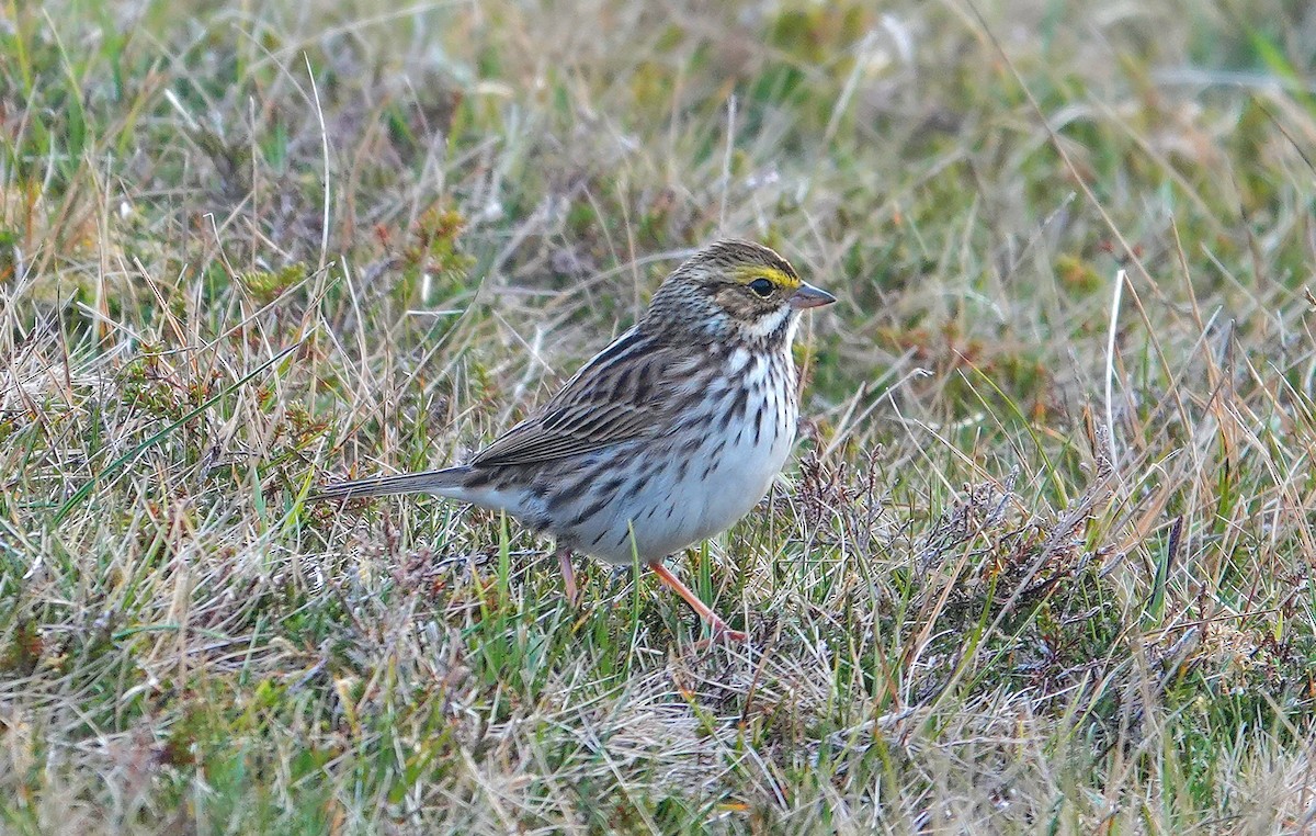 Savannah Sparrow - ML636225497