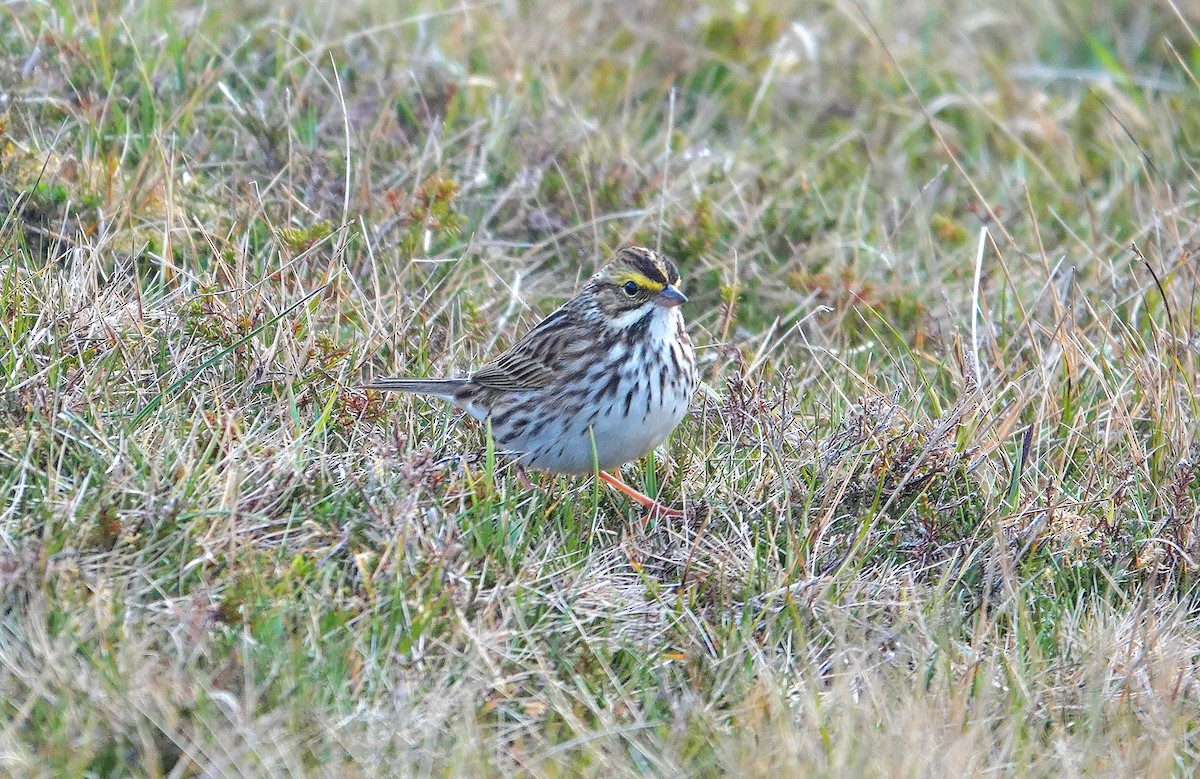 Savannah Sparrow - ML636225499