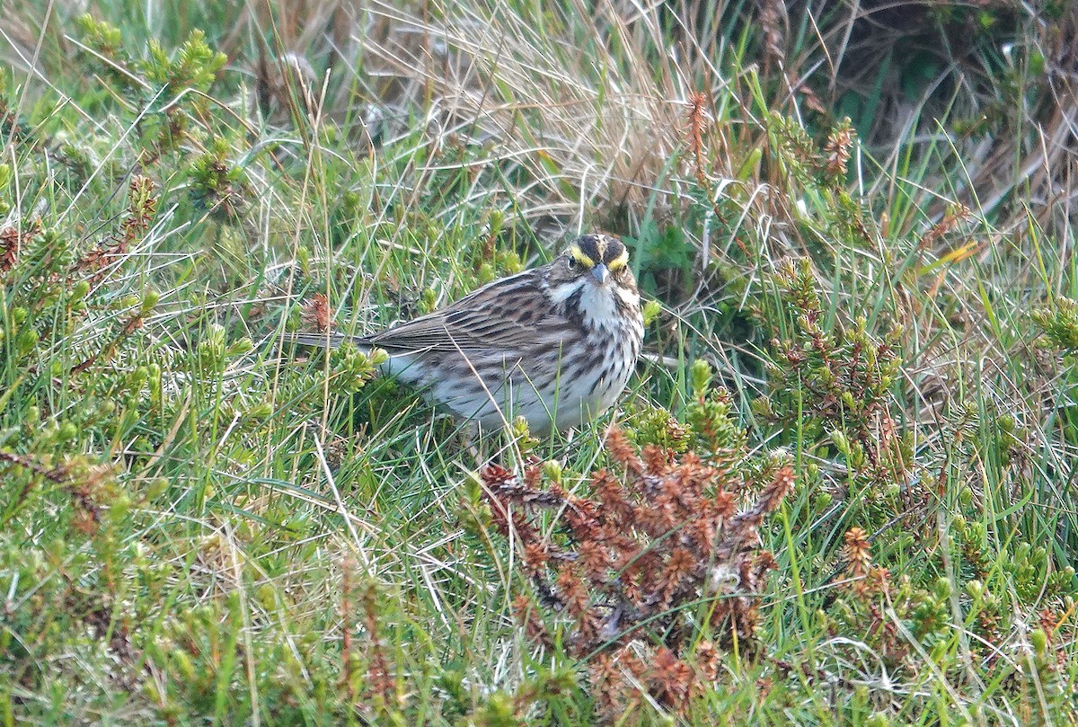 Savannah Sparrow - ML636225501