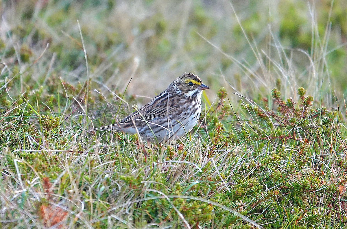 Savannah Sparrow - ML636225502