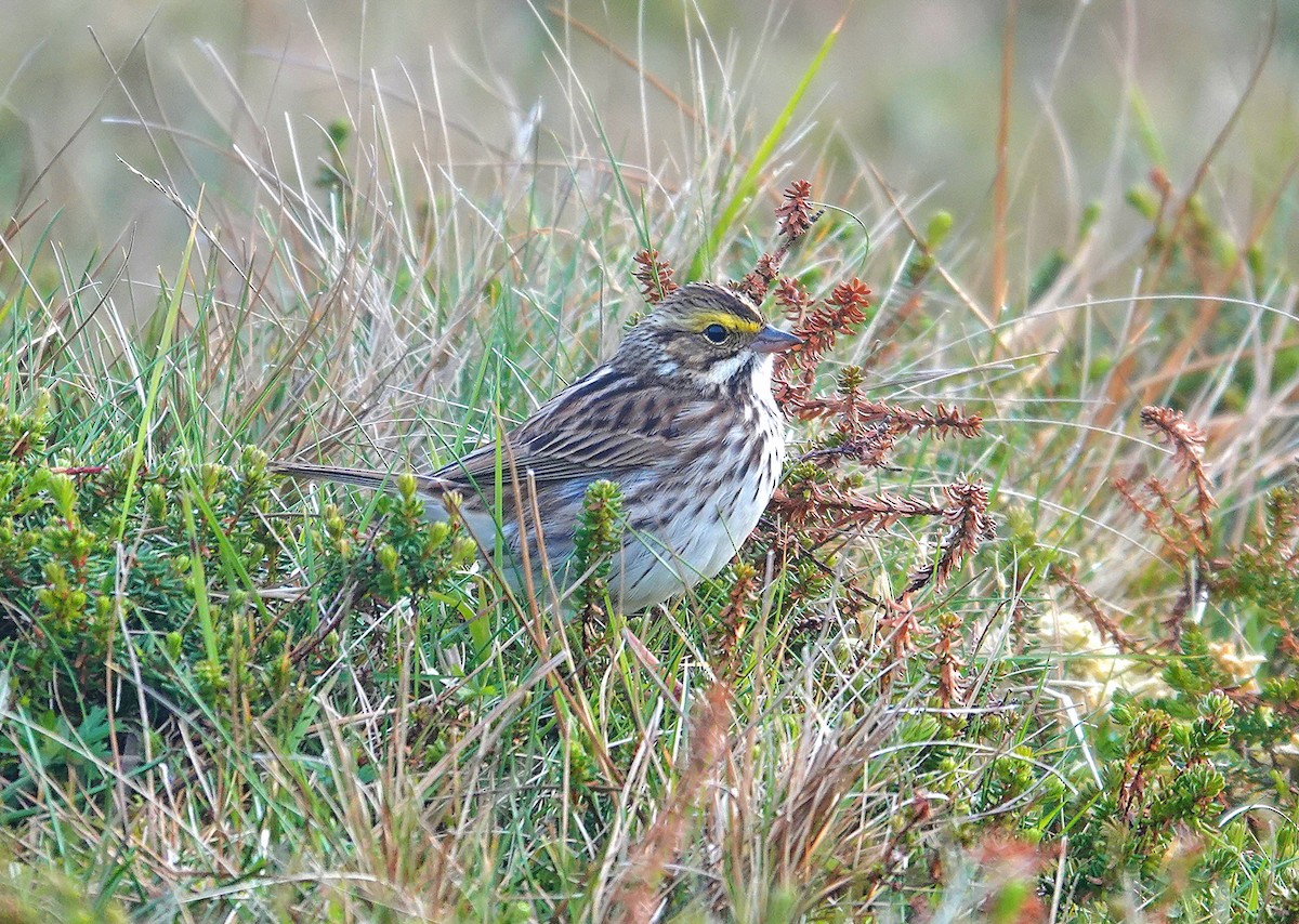 Savannah Sparrow - ML636225503