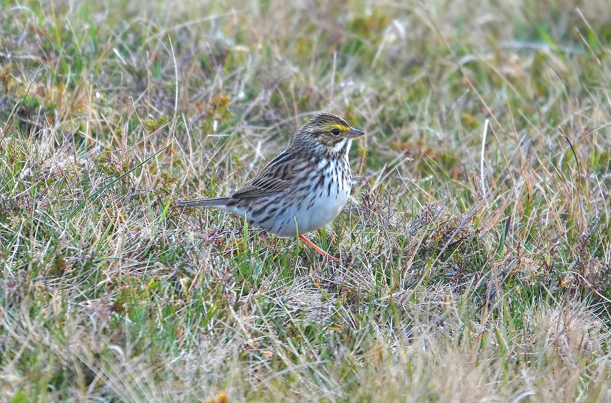 Savannah Sparrow - ML636225504