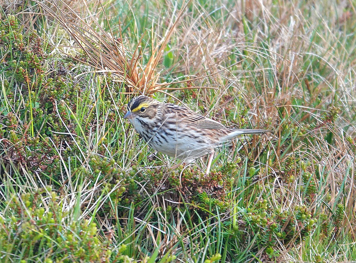 Savannah Sparrow - ML636225505