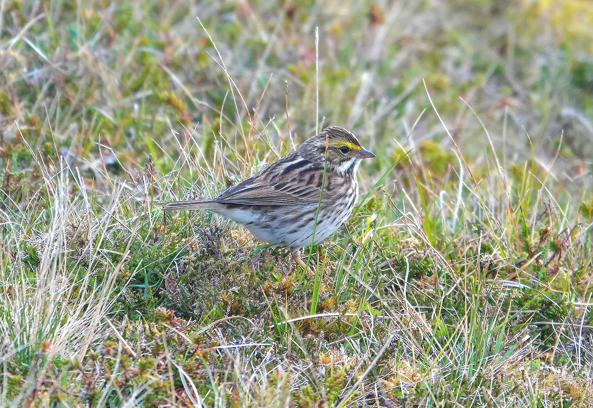 Savannah Sparrow - ML636225506