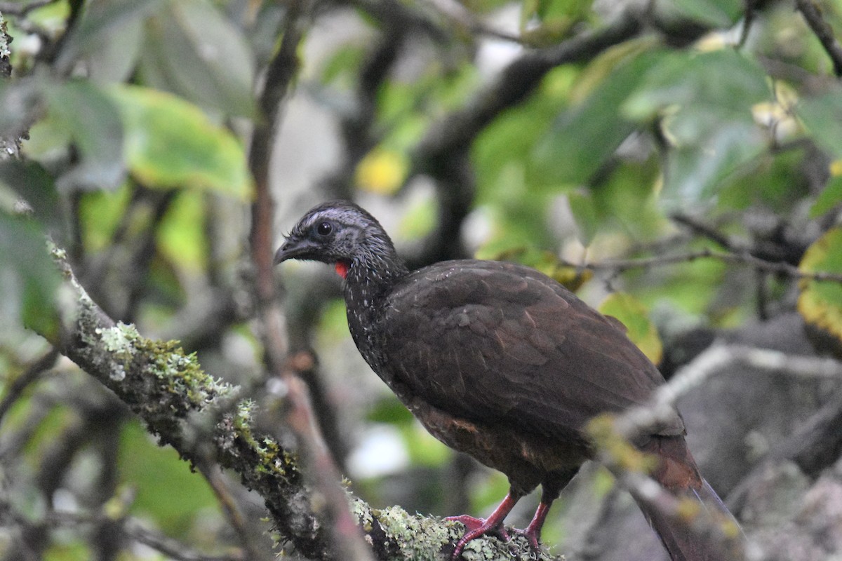 Bearded Guan - ML636225575