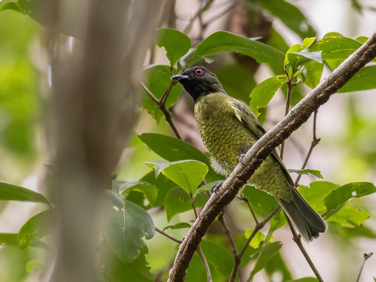 Black-headed Berryeater - ML636225599