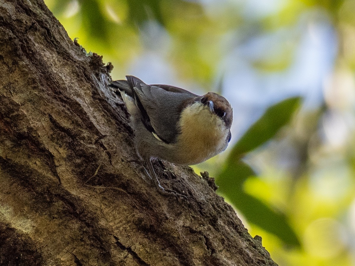 Brown-headed Nuthatch - ML636225613
