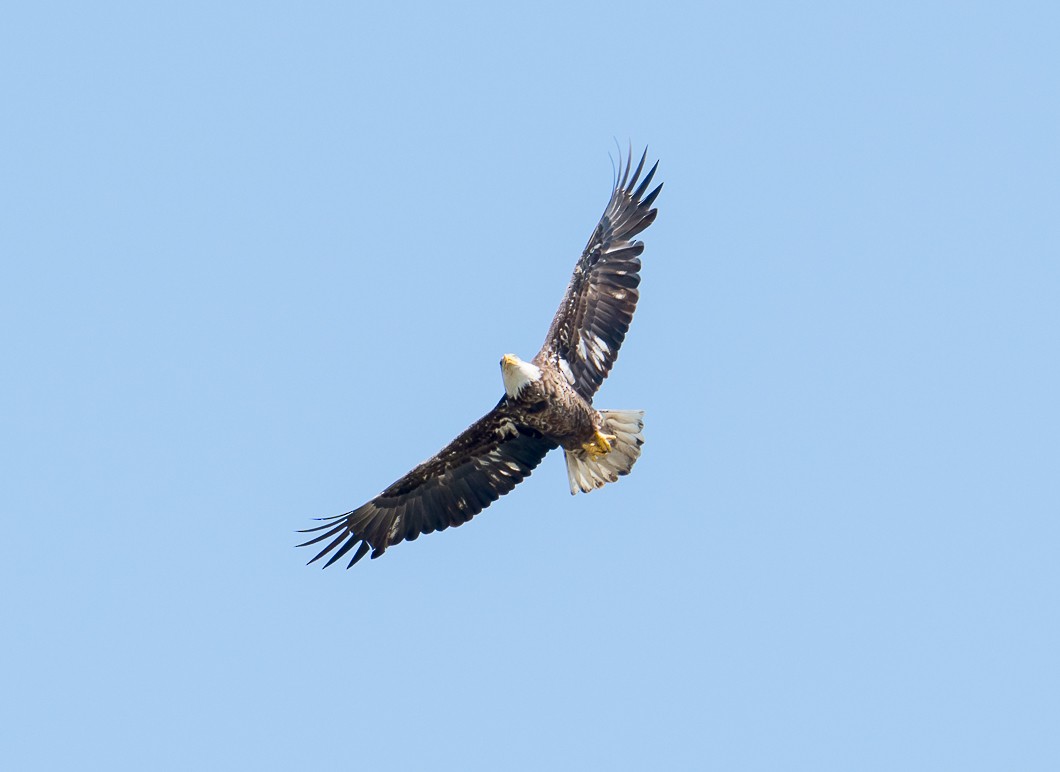 Bald Eagle - ML636225652