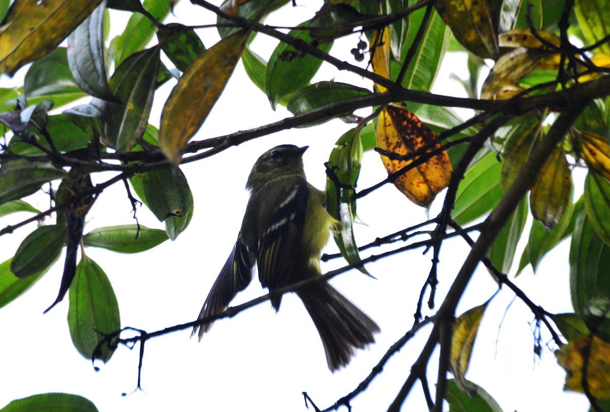 Black-capped Tyrannulet - ML636225657