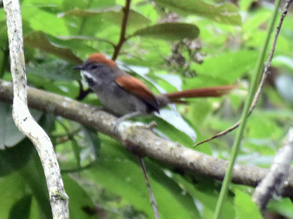 Azara's Spinetail - ML636225686