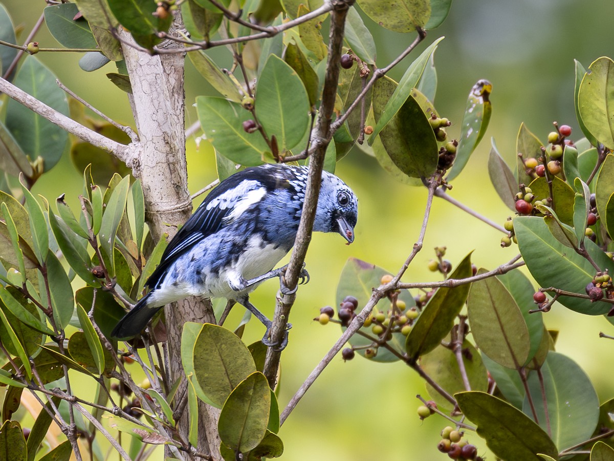 White-bellied Tanager - ML636225696