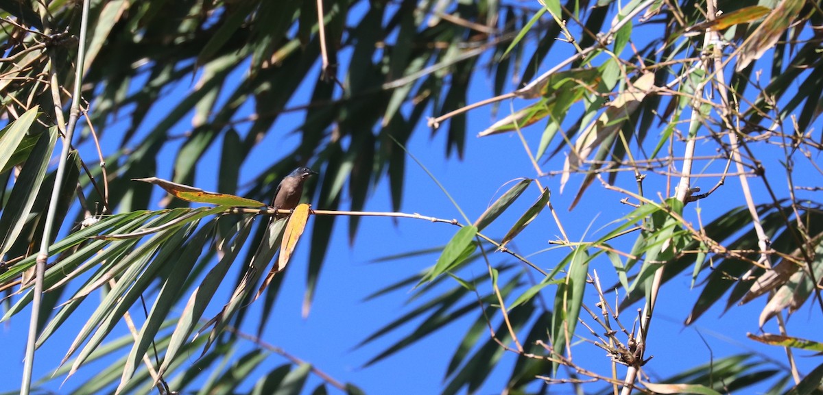 Whiskered Flowerpecker - ML636225698