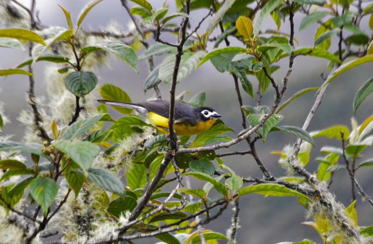 White-fronted Redstart - ML636225713