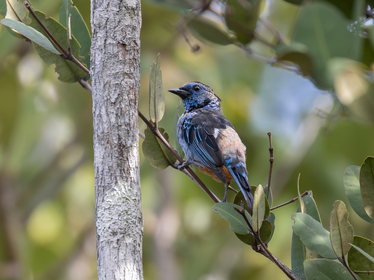 Opal-rumped Tanager (Silver-breasted) - ML636225717