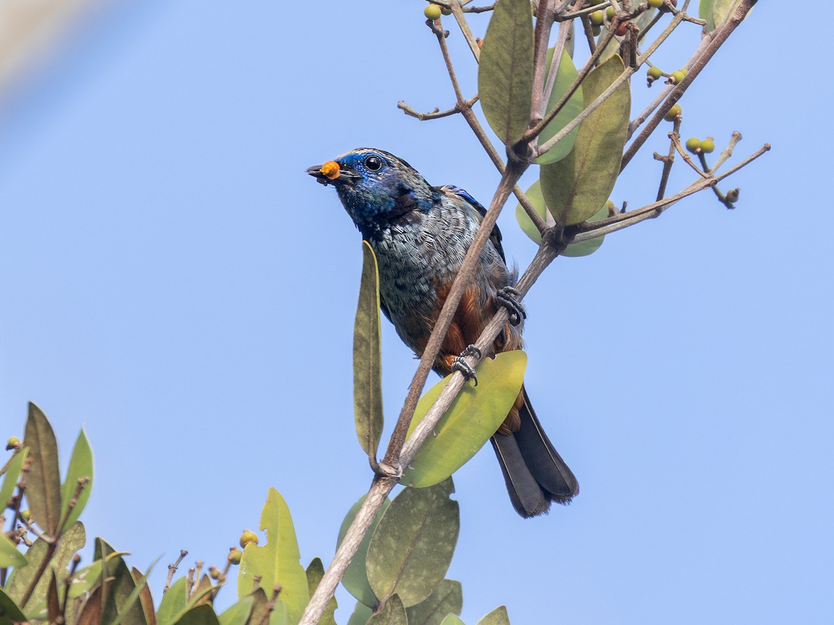 Opal-rumped Tanager (Silver-breasted) - ML636225718