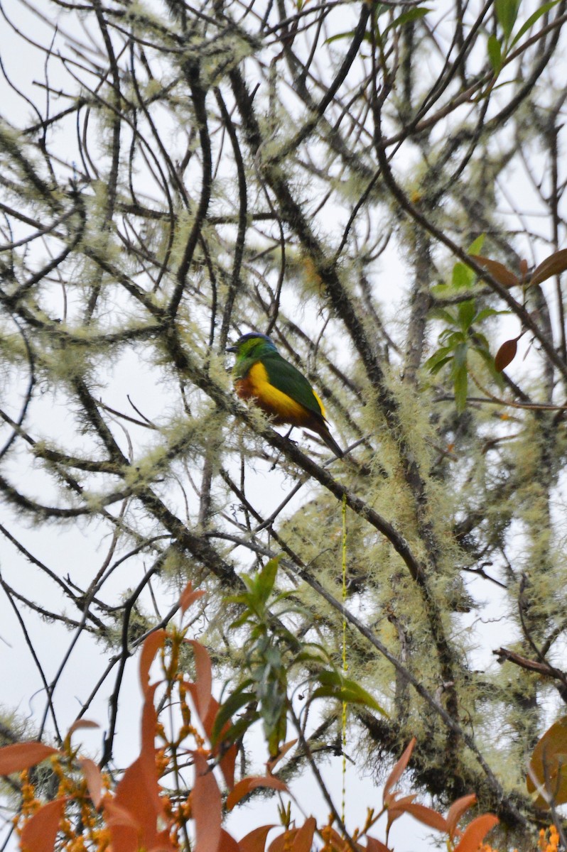 Chestnut-breasted Chlorophonia - ML636225748