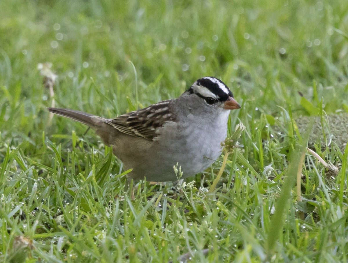 White-crowned Sparrow (leucophrys) - ML636225758