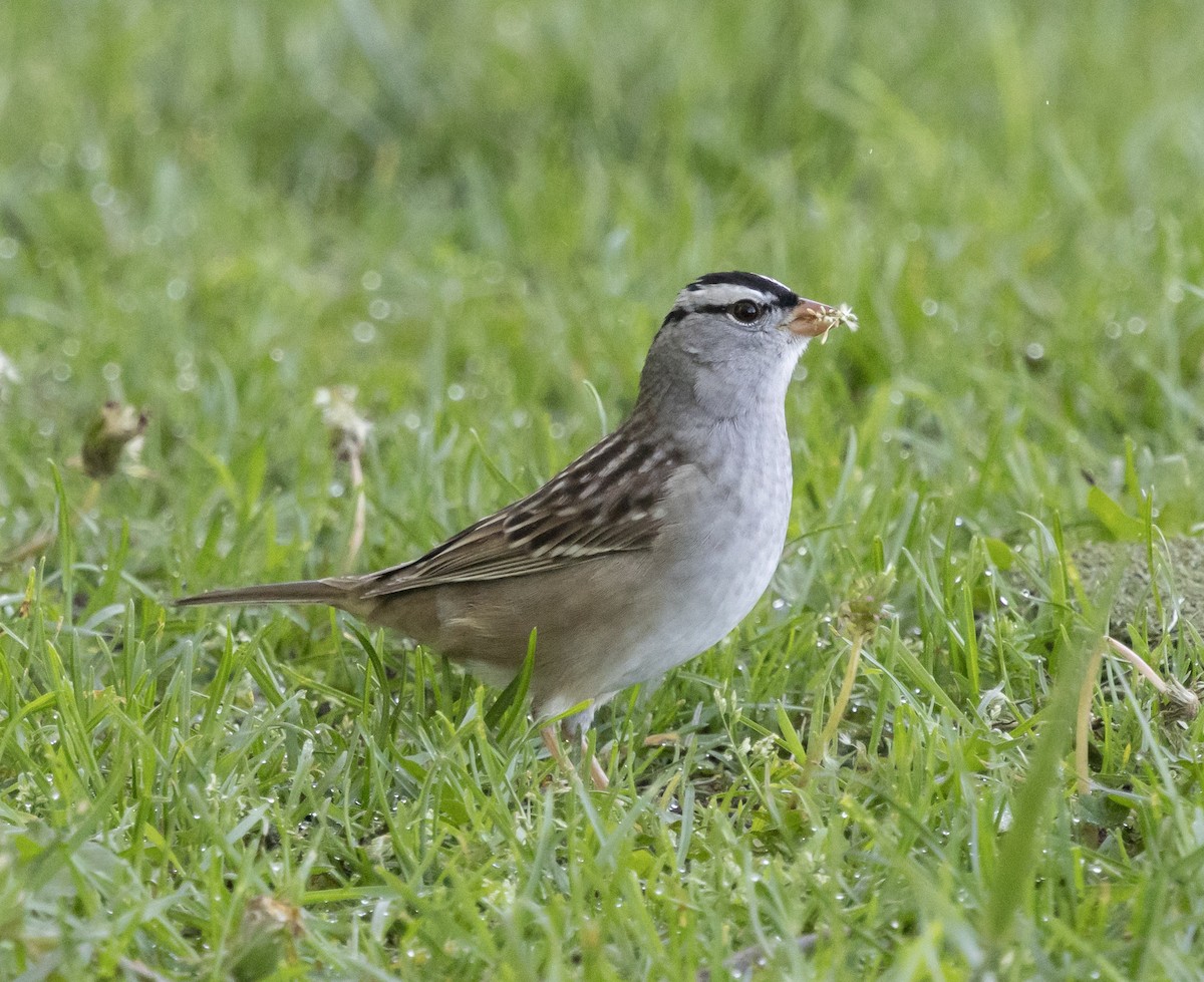 White-crowned Sparrow (leucophrys) - ML636225759