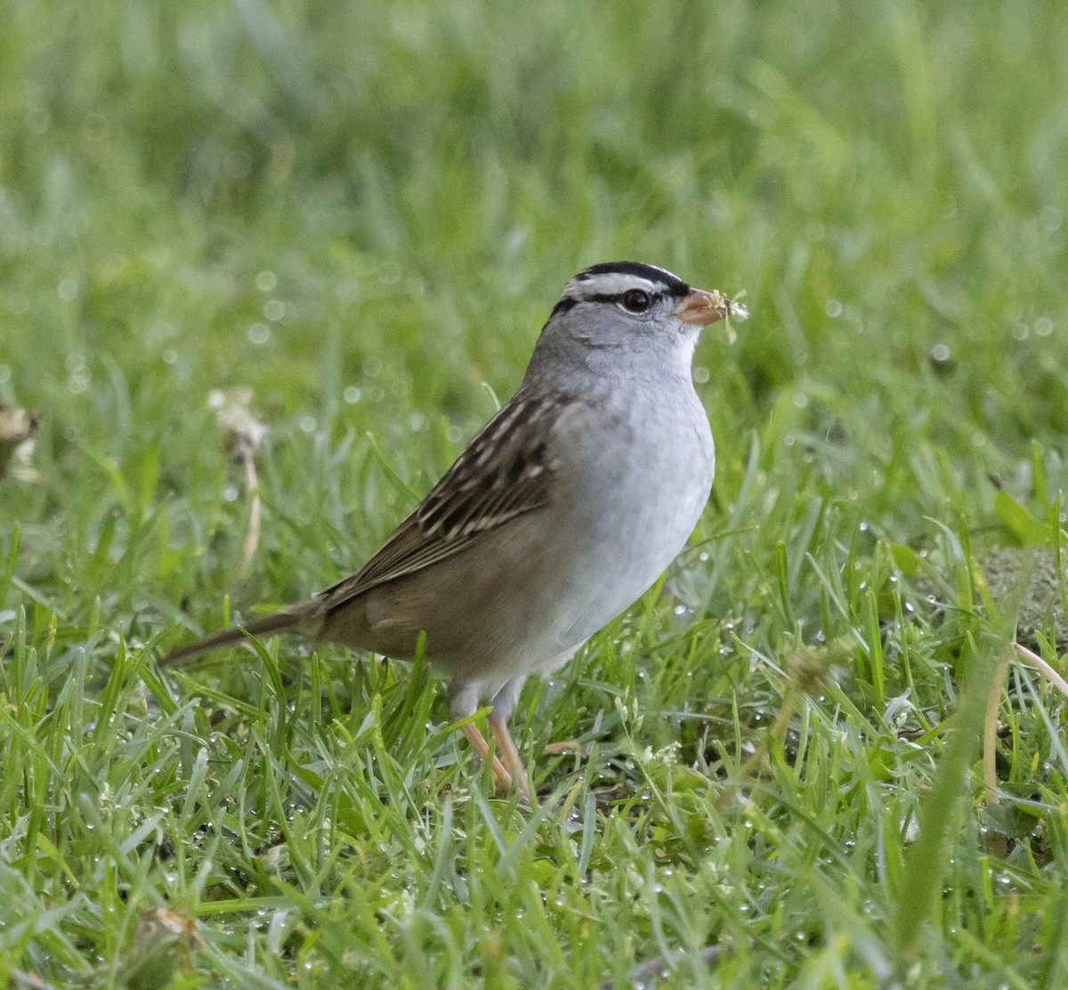 White-crowned Sparrow (leucophrys) - ML636225760