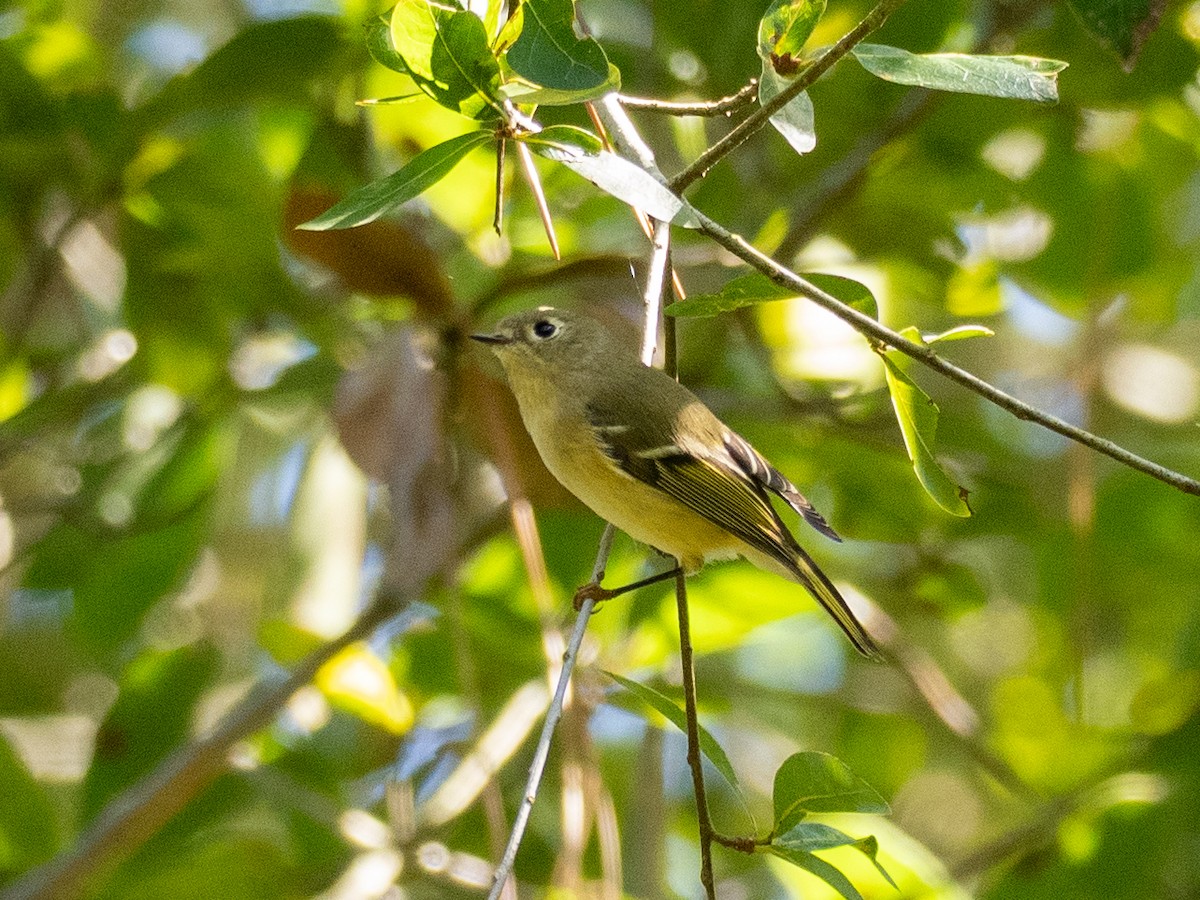 Ruby-crowned Kinglet - ML636225775