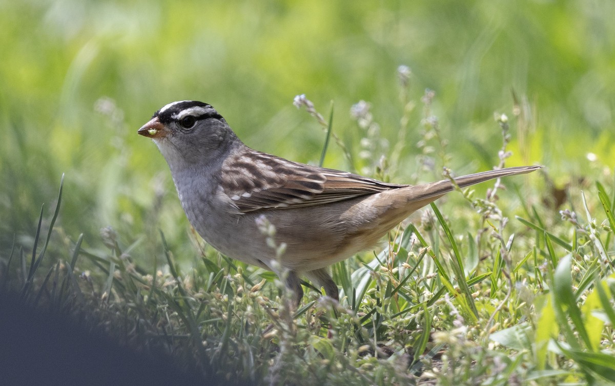 White-crowned Sparrow (leucophrys) - ML636225776