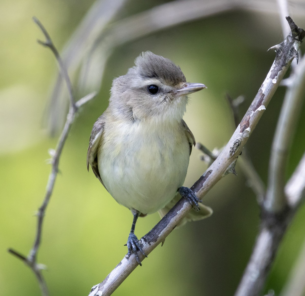 Warbling Vireo (Eastern) - ML636225779