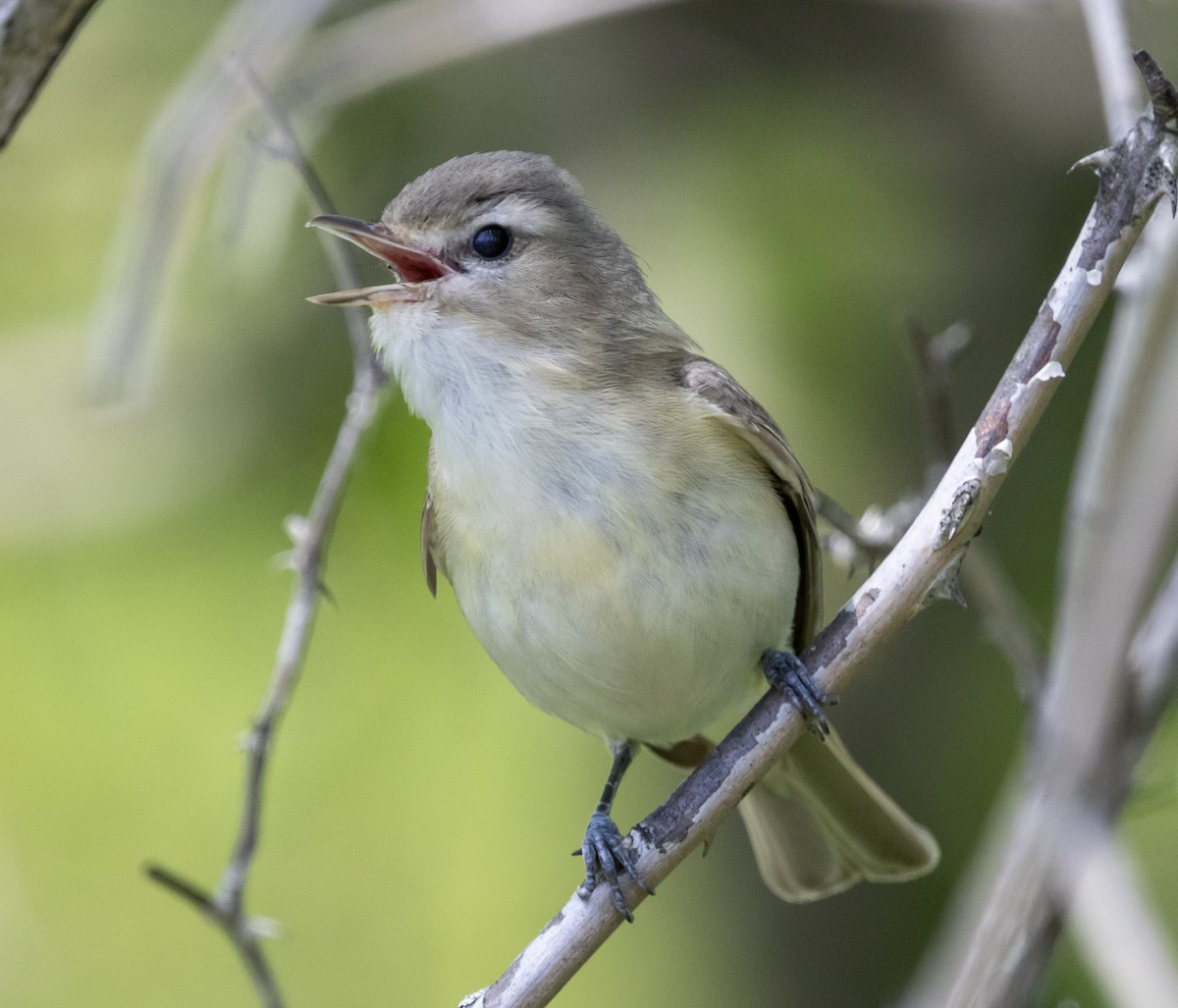 Warbling Vireo (Eastern) - ML636225780