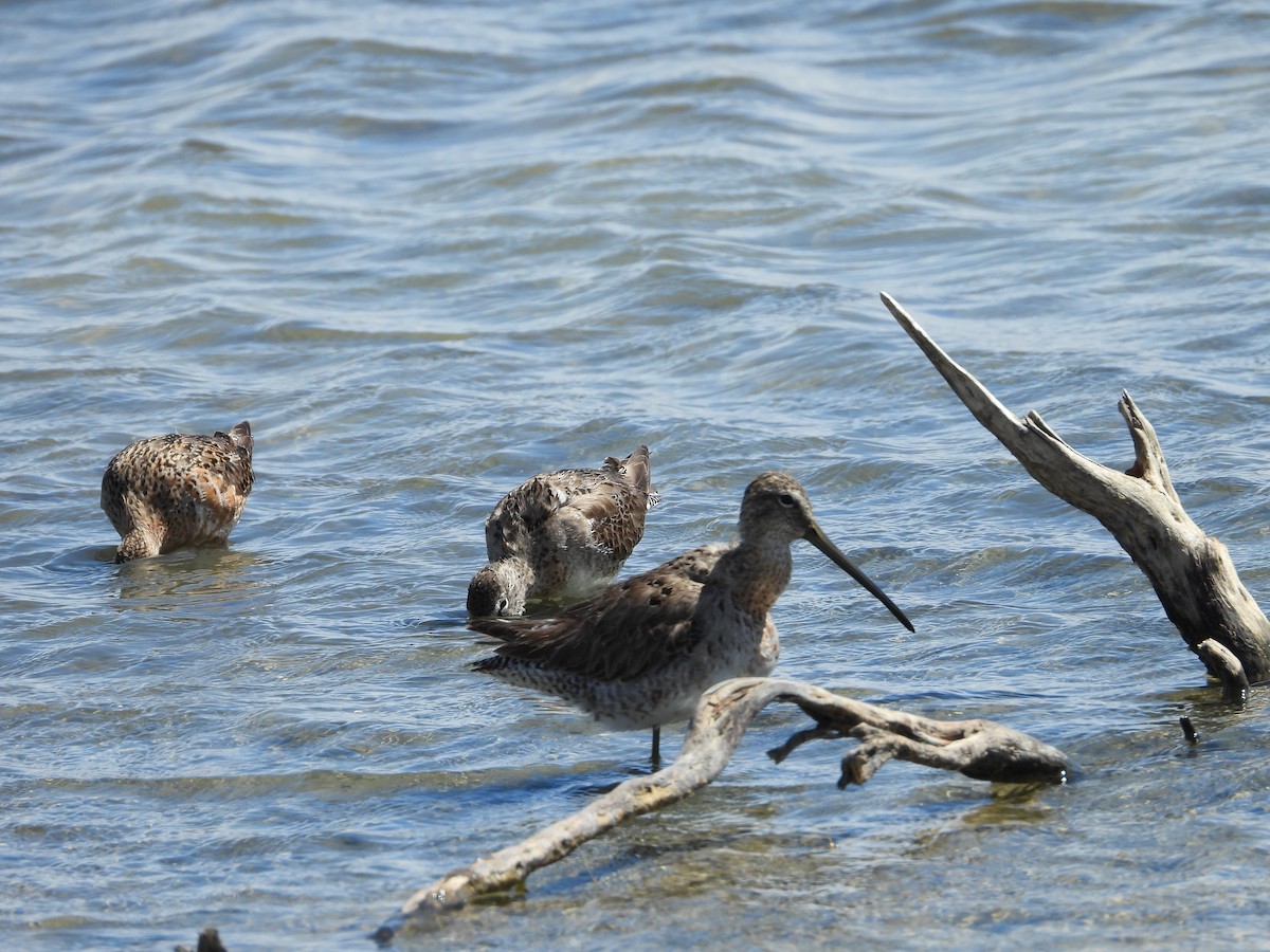 Long-billed Dowitcher - ML636225781